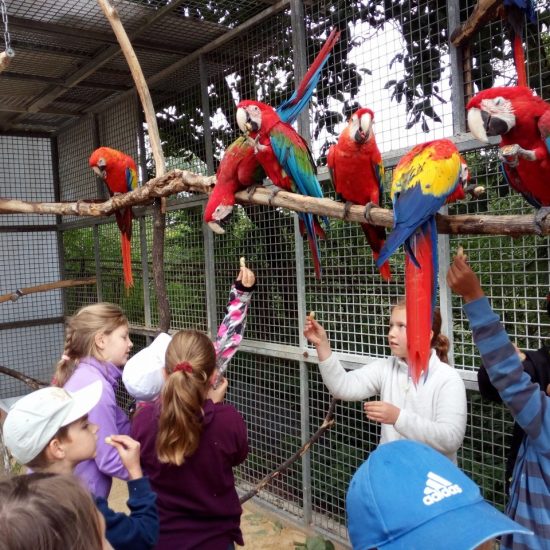 Zoo na Hrádečku je moderní zoologická zahrada s širokým výběrem exotických i domácích zvířat.